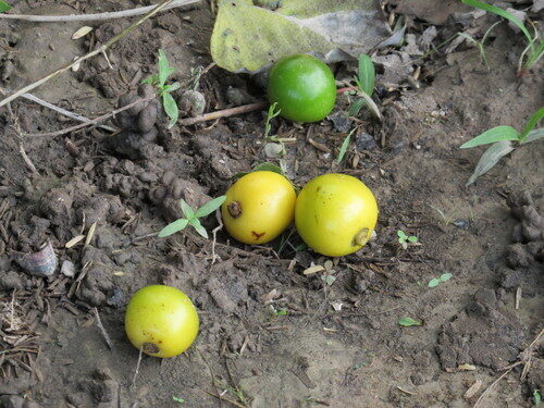 Gmelina arborea
