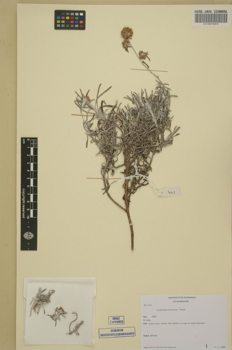 Gnaphalium japonicum