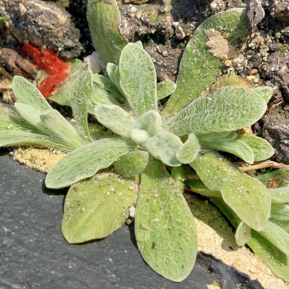 Gnaphalium luteoalbum (Jersey Cudweed) — photo