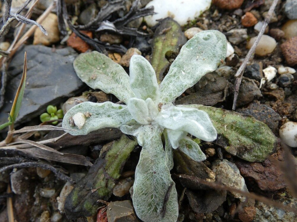 Gnaphalium luteoalbum (Jersey Cudweed) — photo
