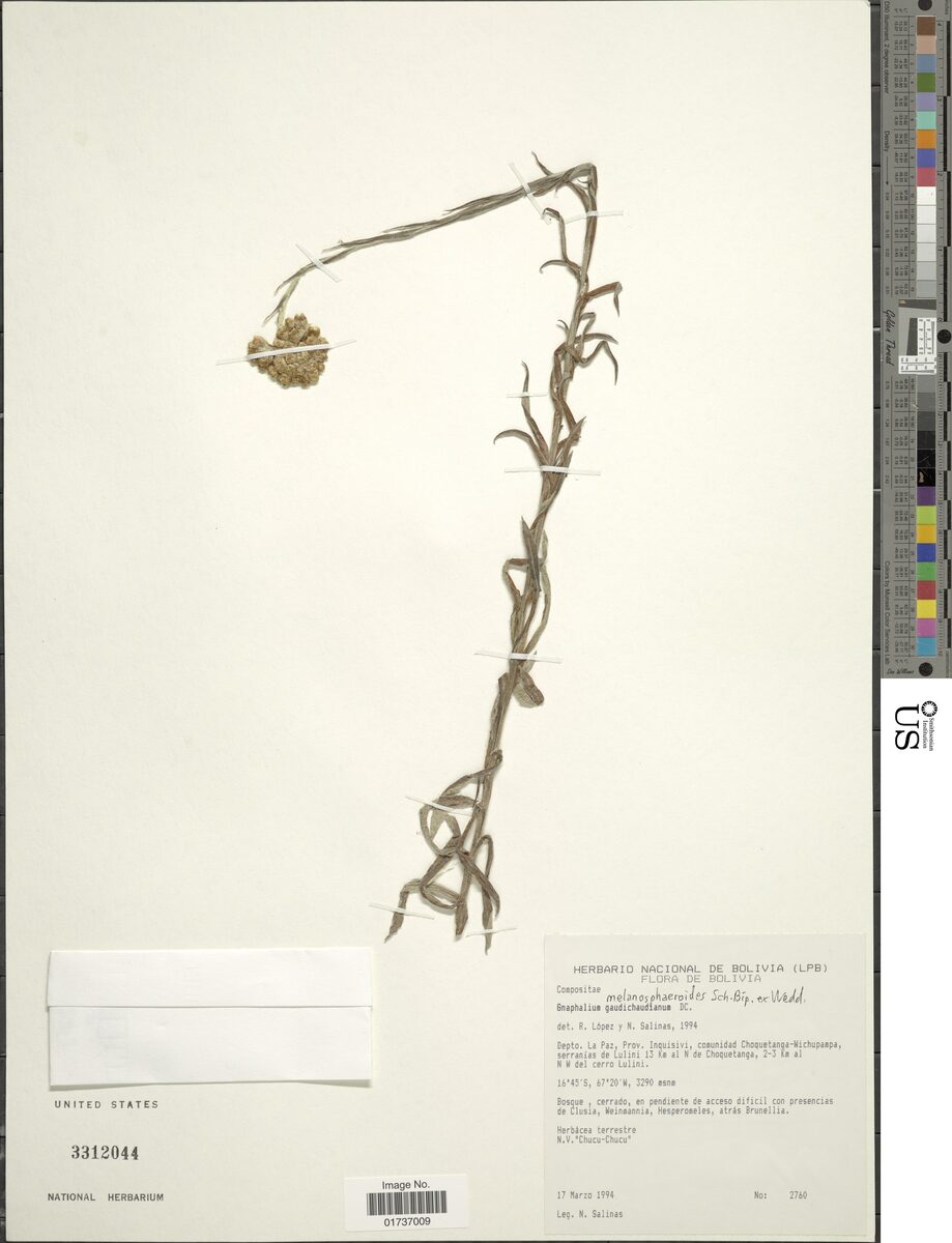 Gnaphalium melanosphaeroides — photo