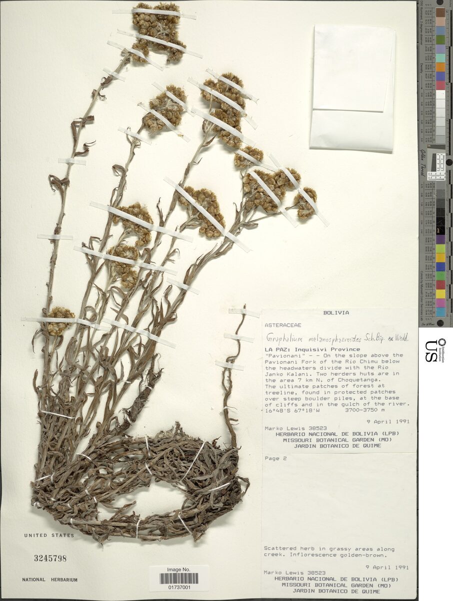 Gnaphalium melanosphaeroides — photo