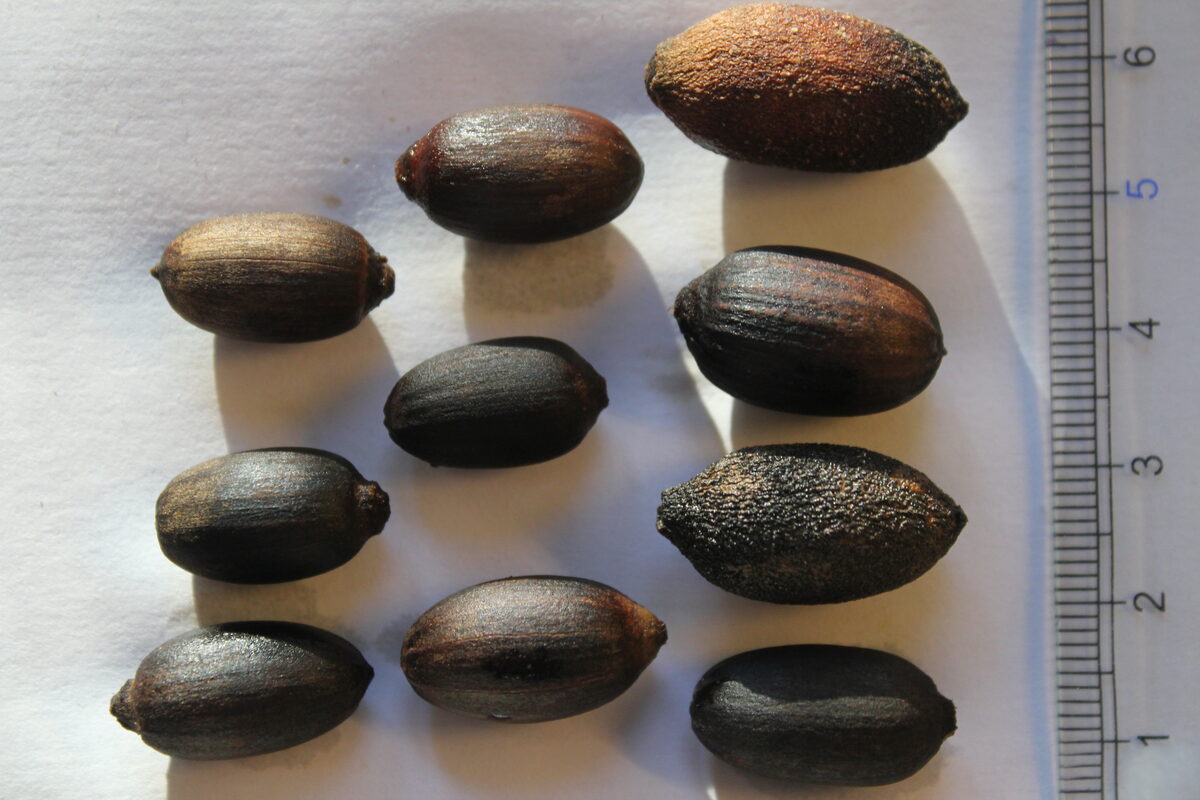 Gnetum buchholzianum (Jointfir) — photo