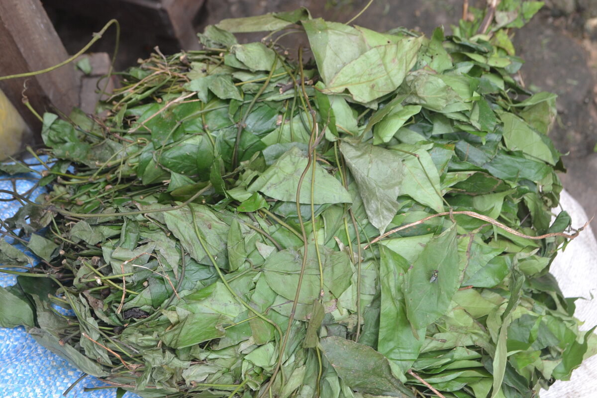 Gnetum buchholzianum