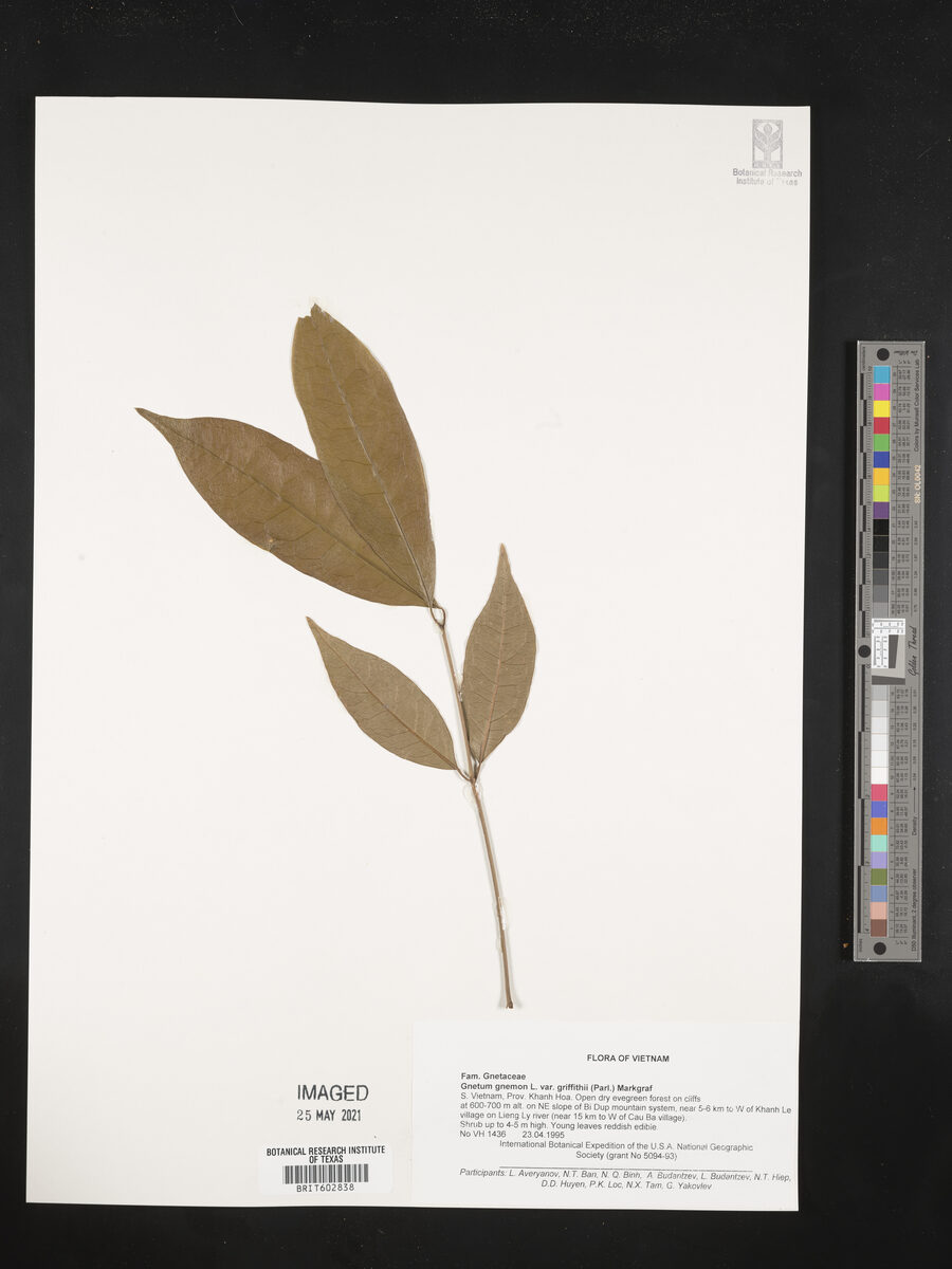 Gnetum gnemon var. griffithii — photo