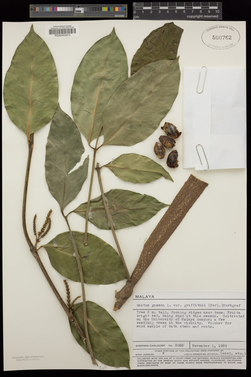 Gnetum gnemon var. griffithii — photo