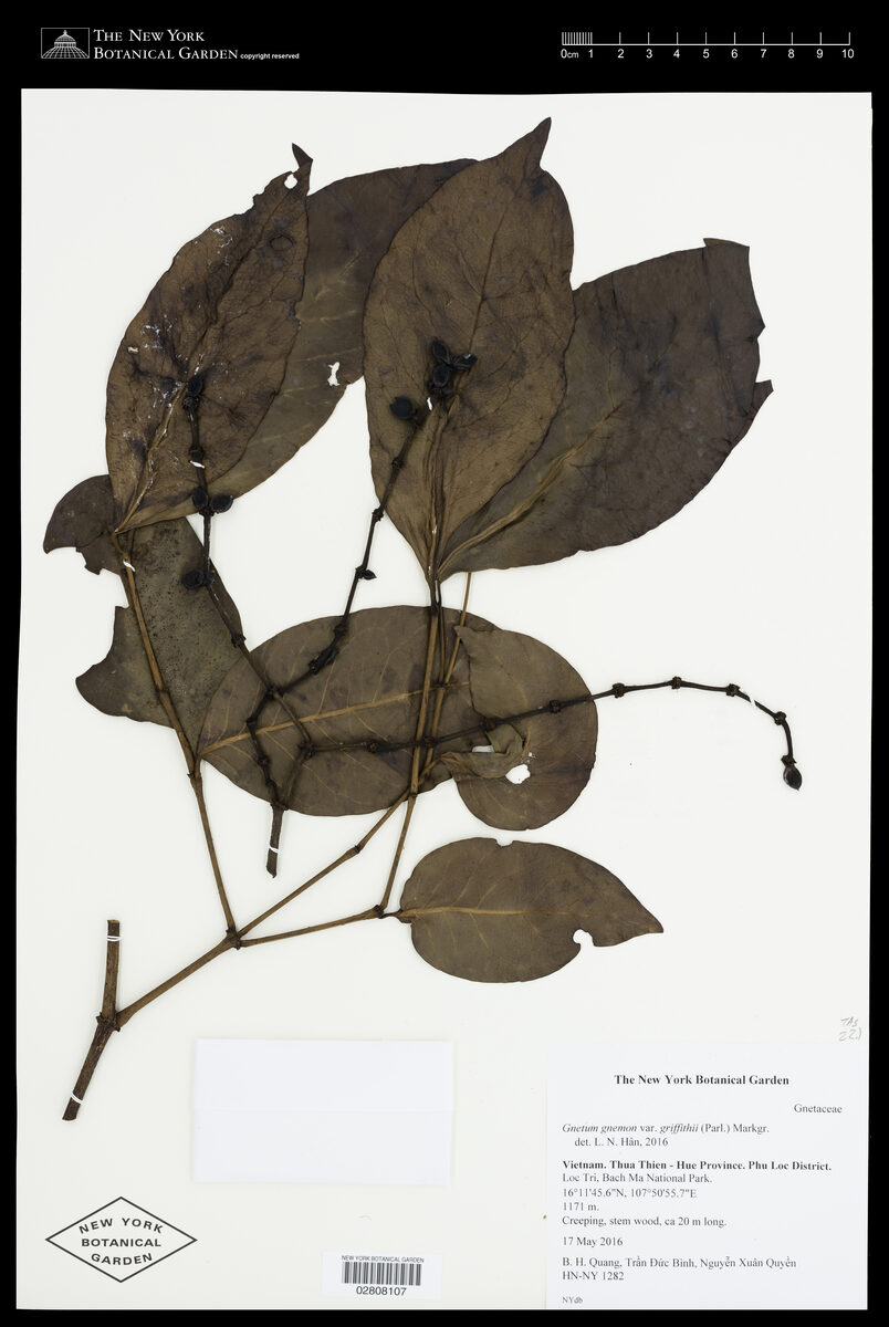 Gnetum gnemon var. griffithii