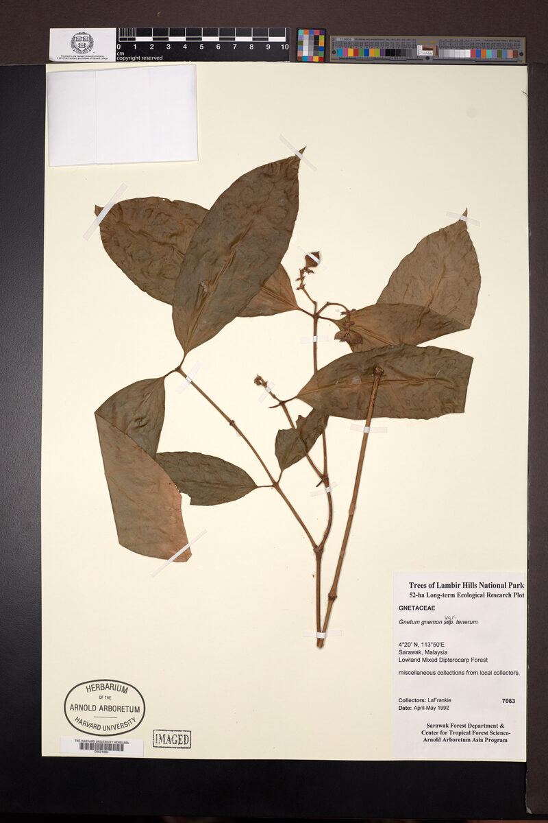 Gnetum gnemon var. tenerum (Phak miang) — photo