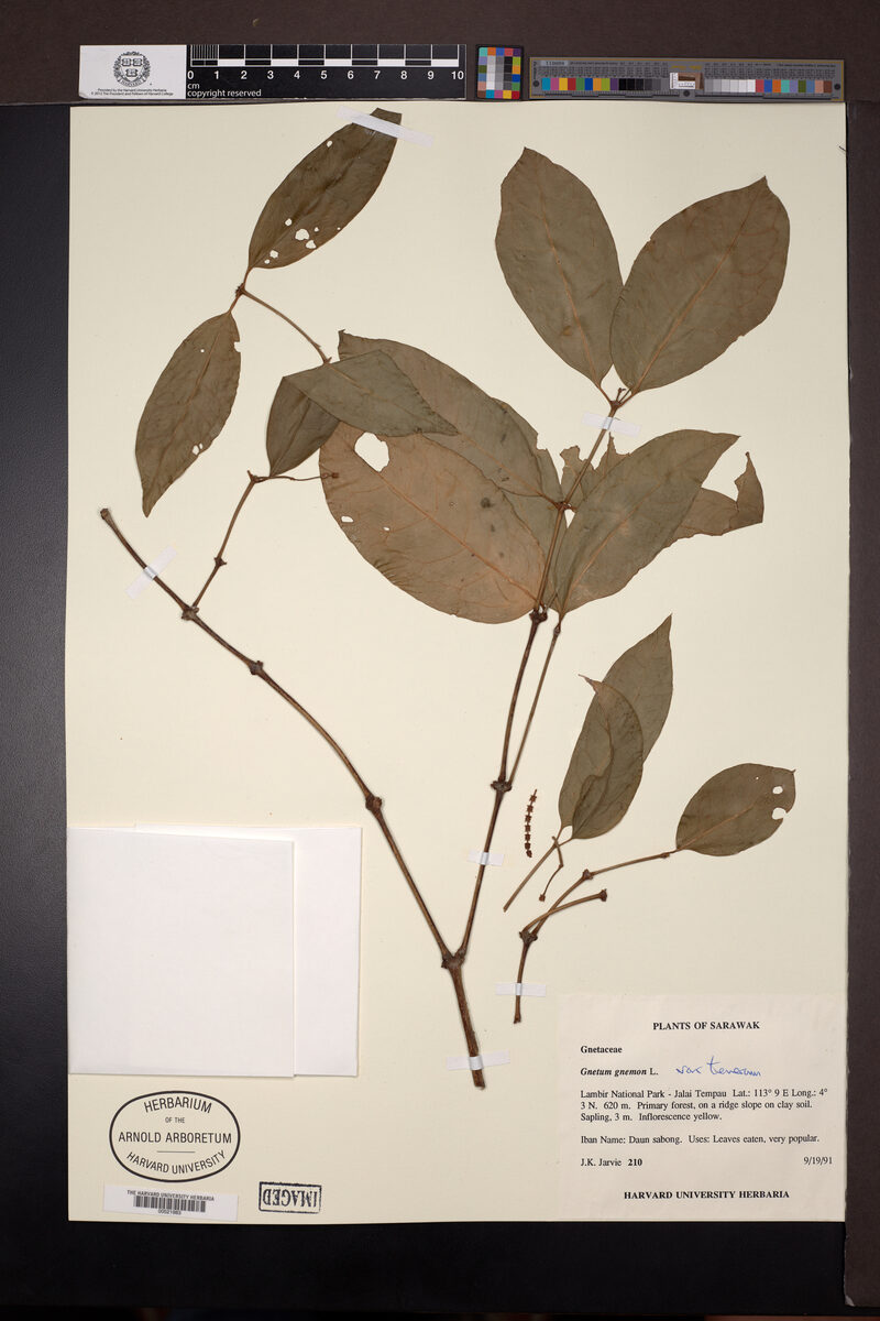 Gnetum gnemon var. tenerum (Phak miang) — photo