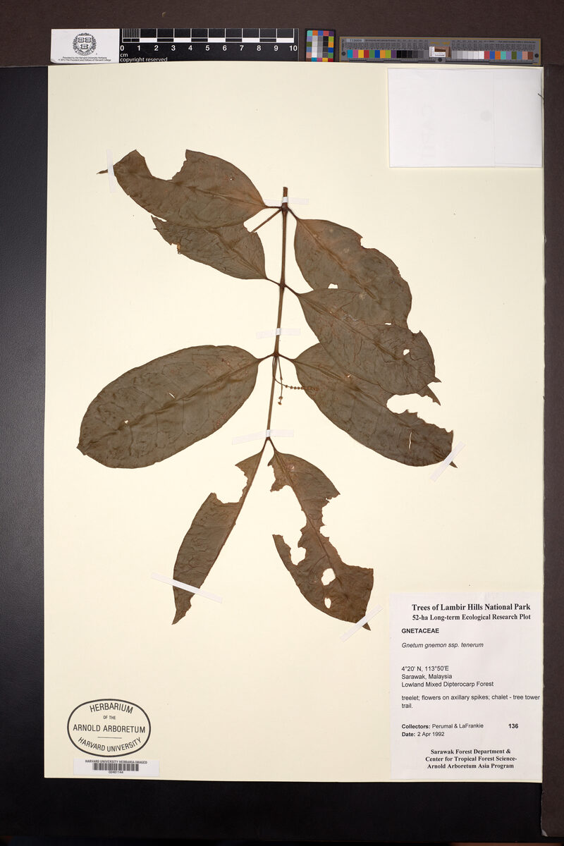 Gnetum gnemon var. tenerum