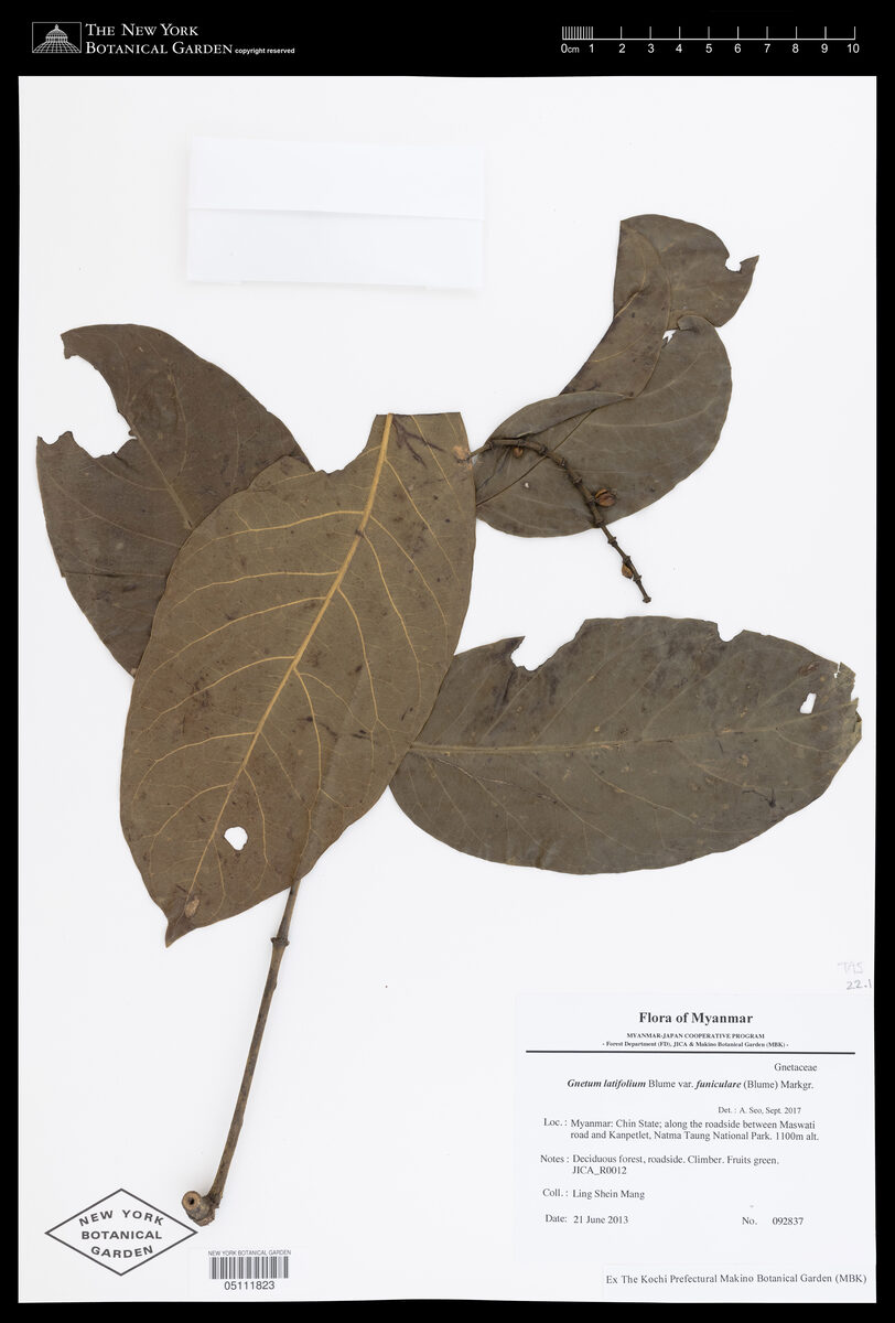 Gnetum latifolium var. funiculare — photo