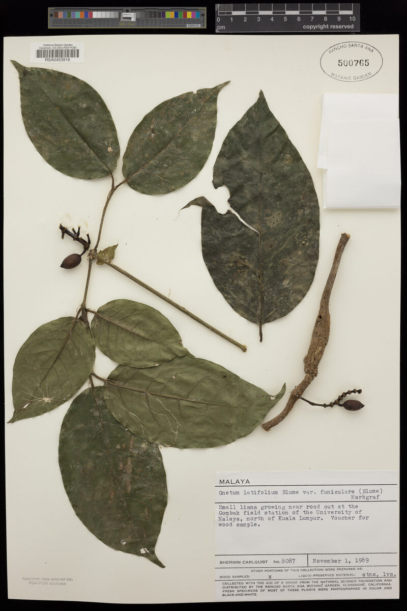 Gnetum latifolium var. funiculare — photo