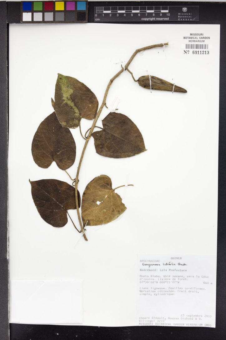 Gongronema latifolium (Bush buck) — photo