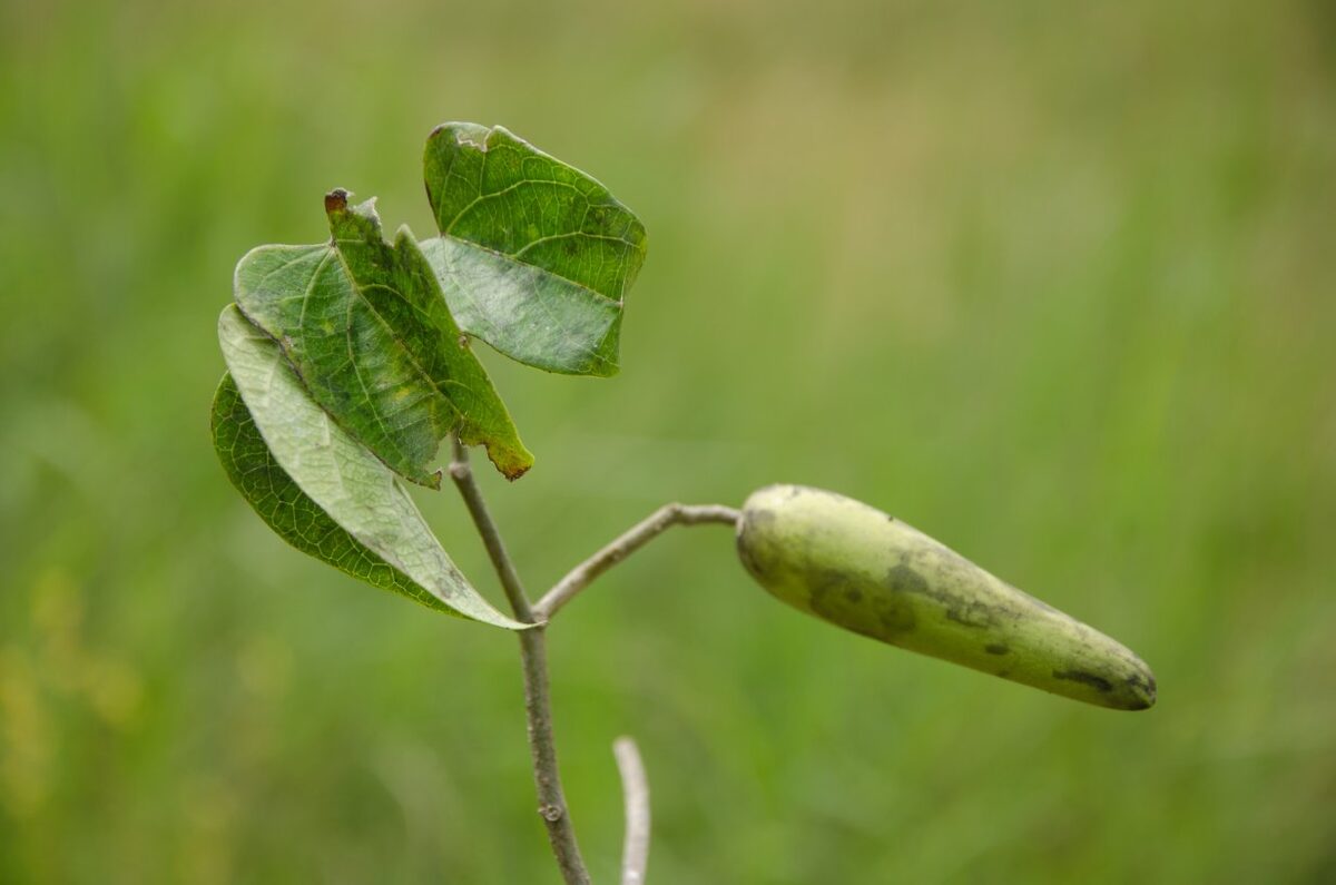 Gongronema latifolium (Bush buck) — photo