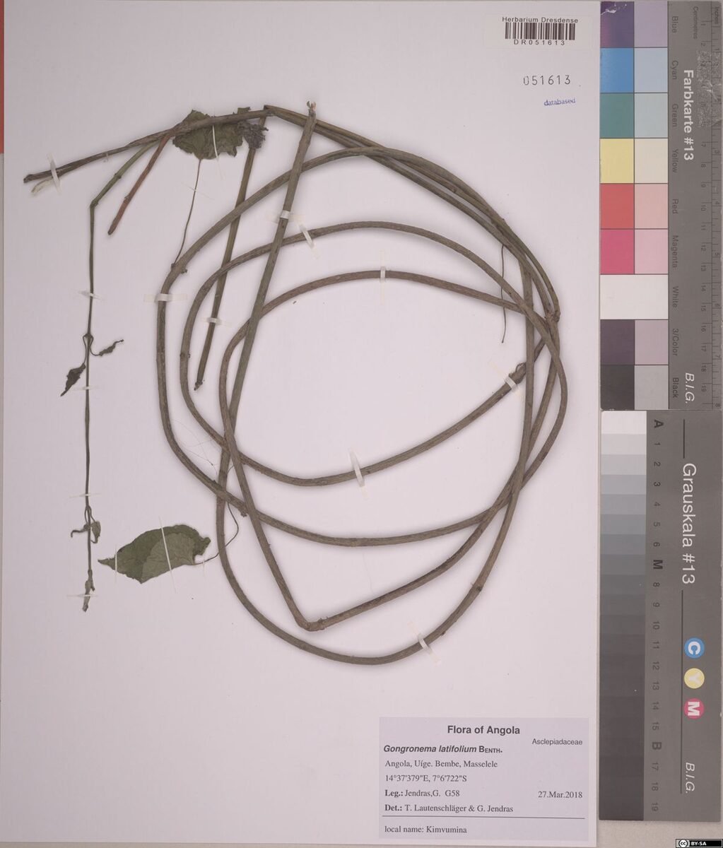 Gongronema latifolium