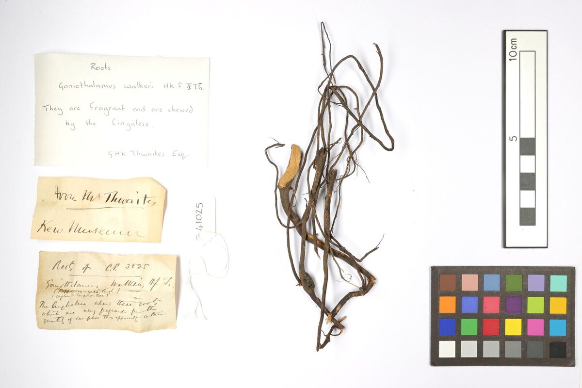 Goniothalamus walkeri — photo