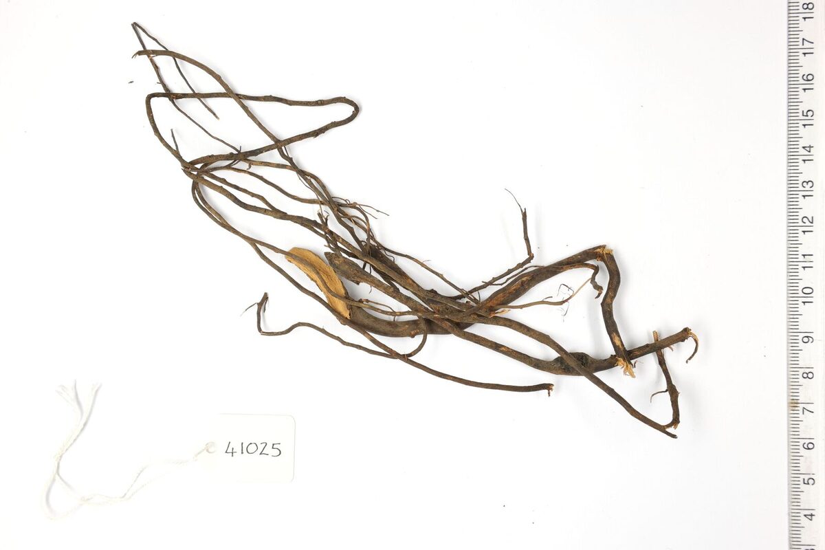 Goniothalamus walkeri — photo