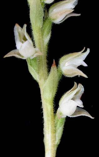 Goodyera oblongifolia (Western Rattlesnake Plantain) — photo