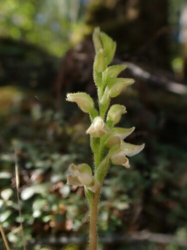 Goodyera oblongifolia (Western Rattlesnake Plantain) — photo