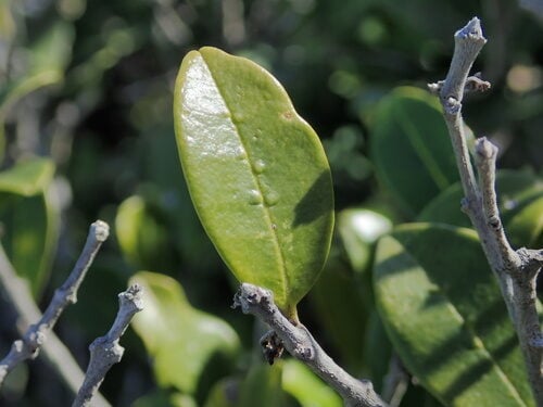 Gossia floribunda (Cape ironwood) — photo