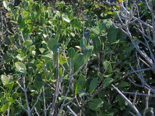 Gossia floribunda (Cape ironwood) — photo