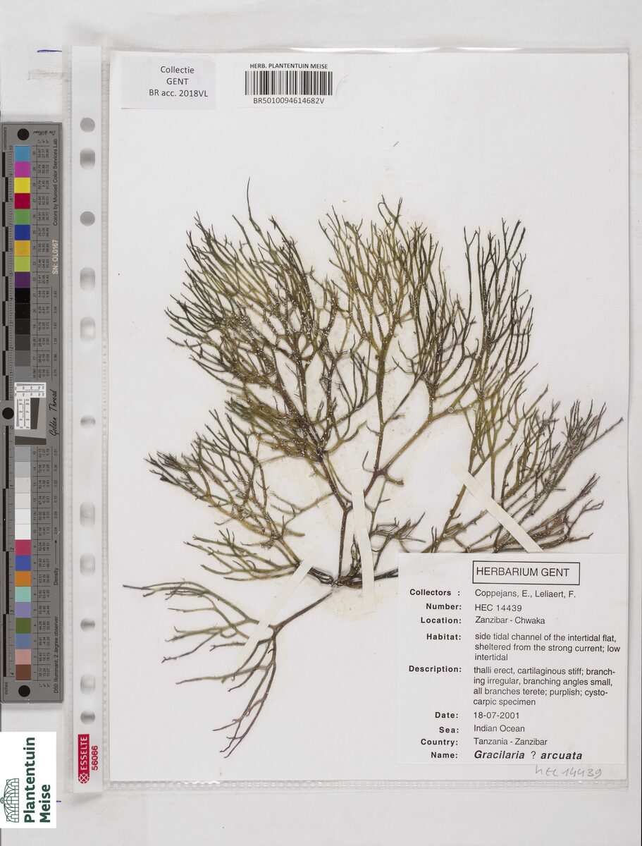 Gracilaria arcuata (Red seaweed) — photo