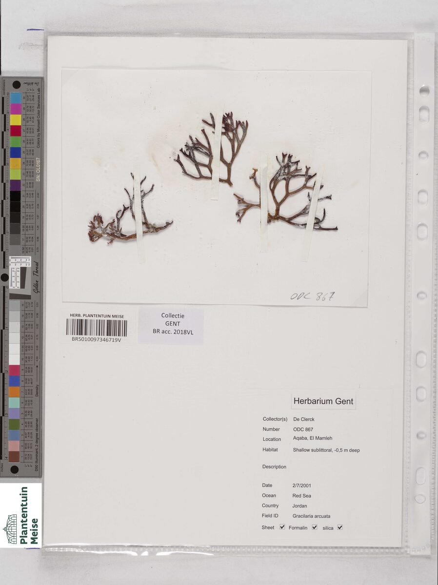 Gracilaria arcuata (Red seaweed) — photo