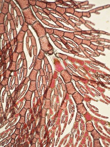 Gracilaria arcuata (Red seaweed) — photo
