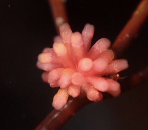 Gracilaria arcuata (Red seaweed) — photo
