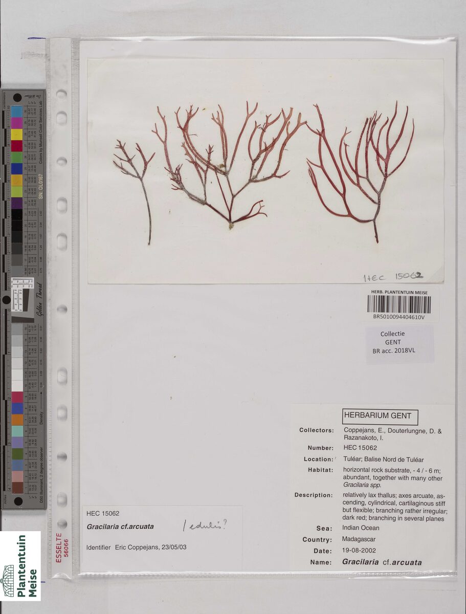 Gracilaria arcuata (Red seaweed) — photo