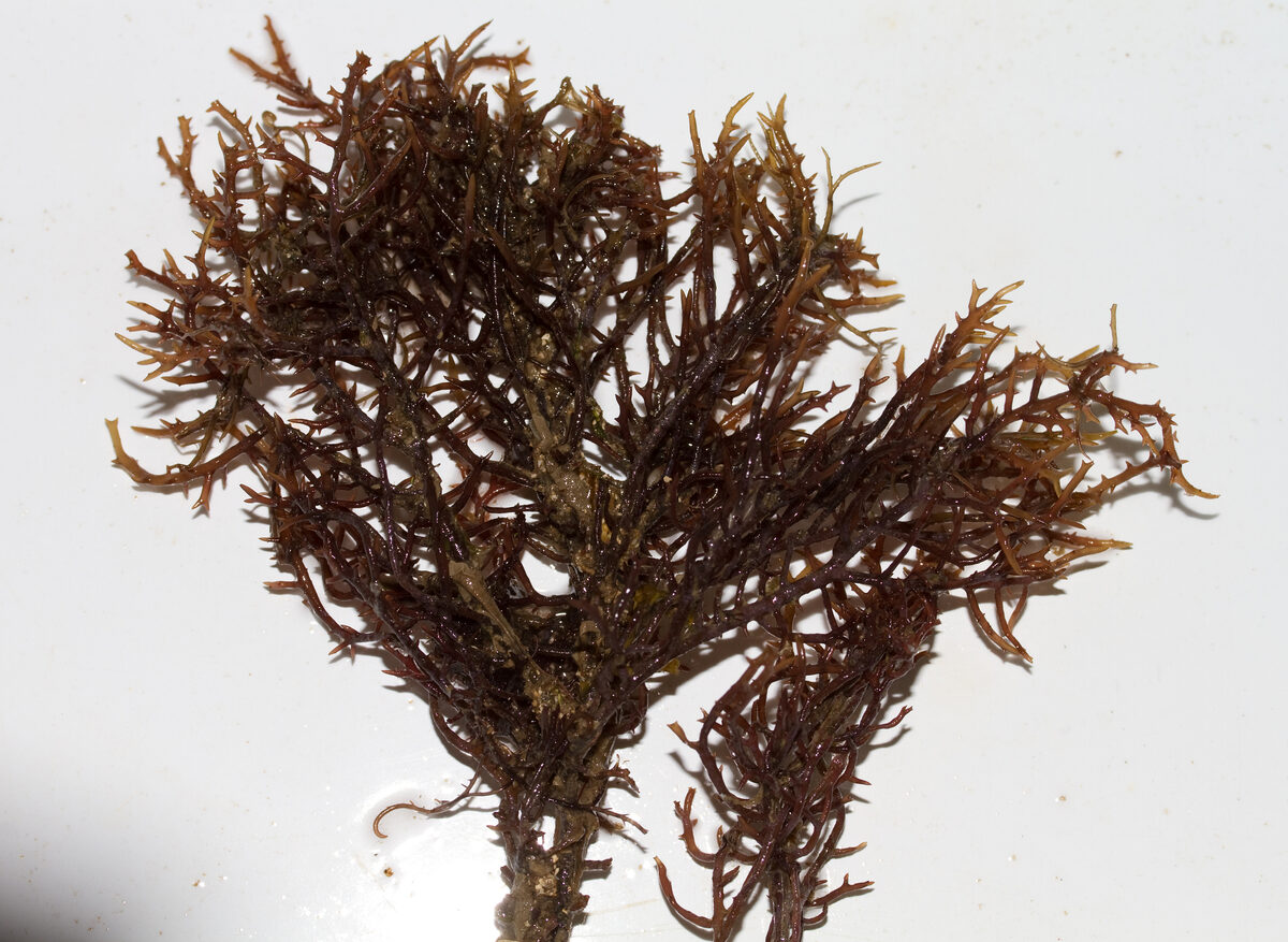 Gracilaria cervicornis