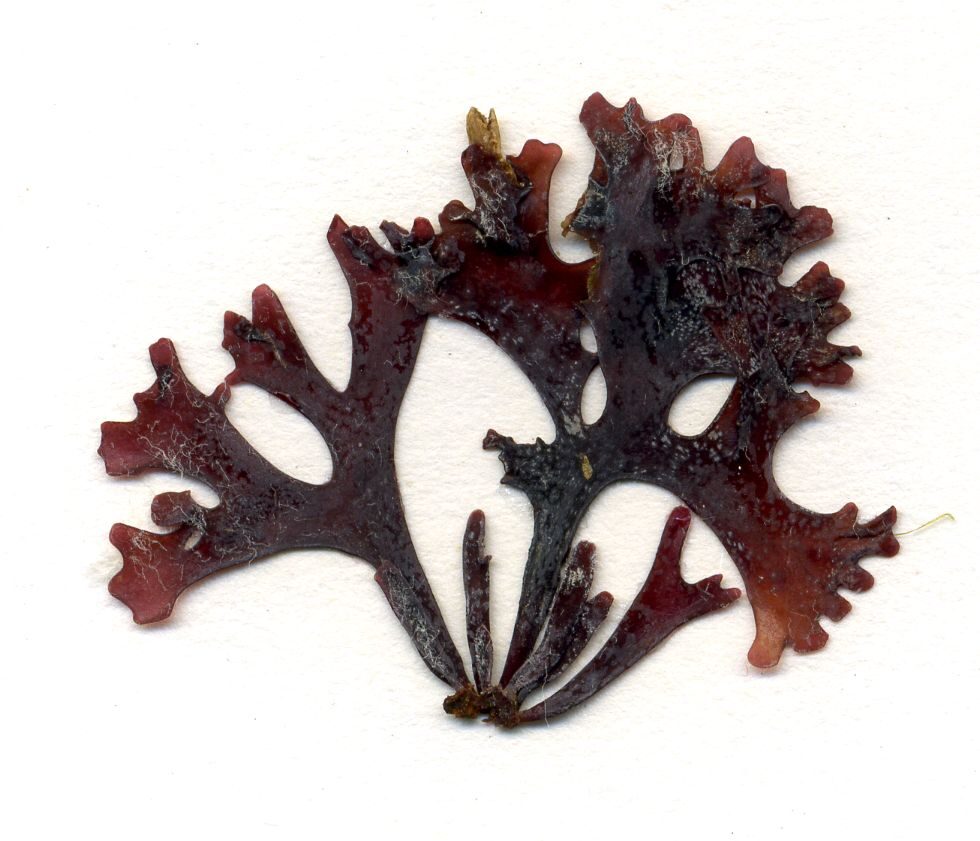 Gracilaria changii