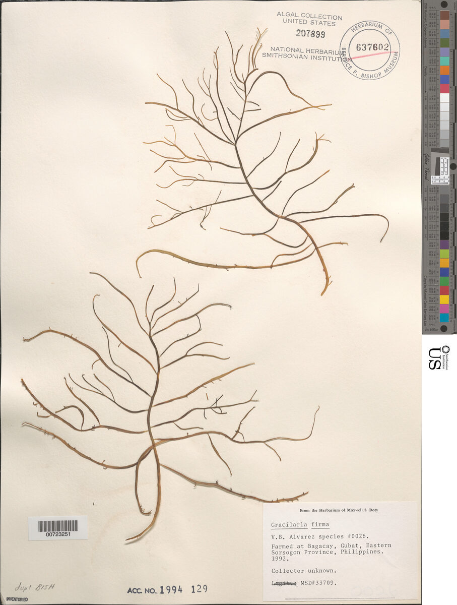 Gracilaria firma — photo