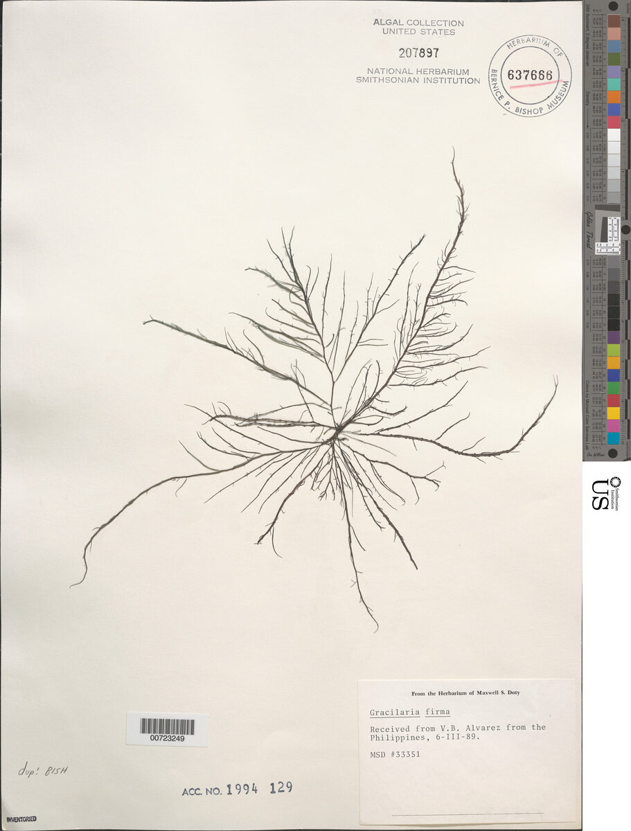 Gracilaria firma — photo