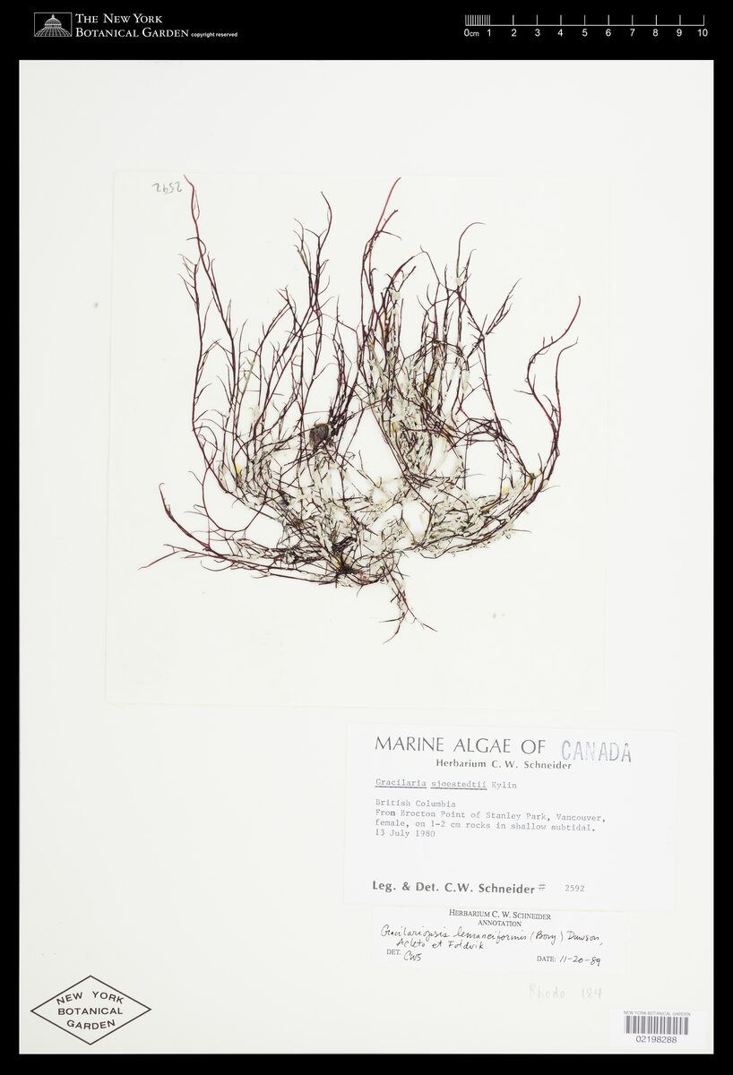 Gracilaria lemaneiformis
