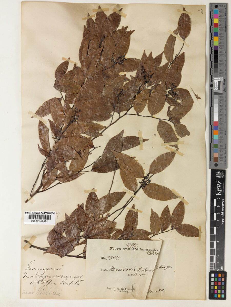 Grangeria madagascariensis — photo