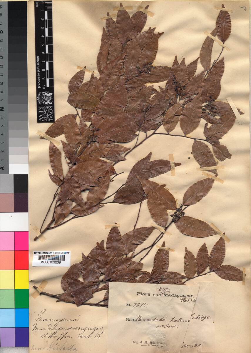 Grangeria madagascariensis — photo