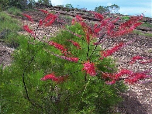 Grevillea dryandri (Inland flame) — photo