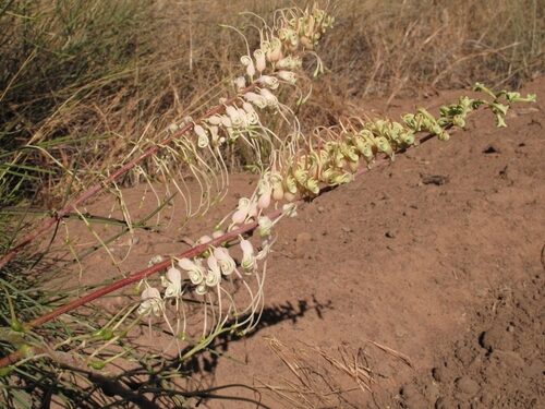 Grevillea dryandri (Inland flame) — photo
