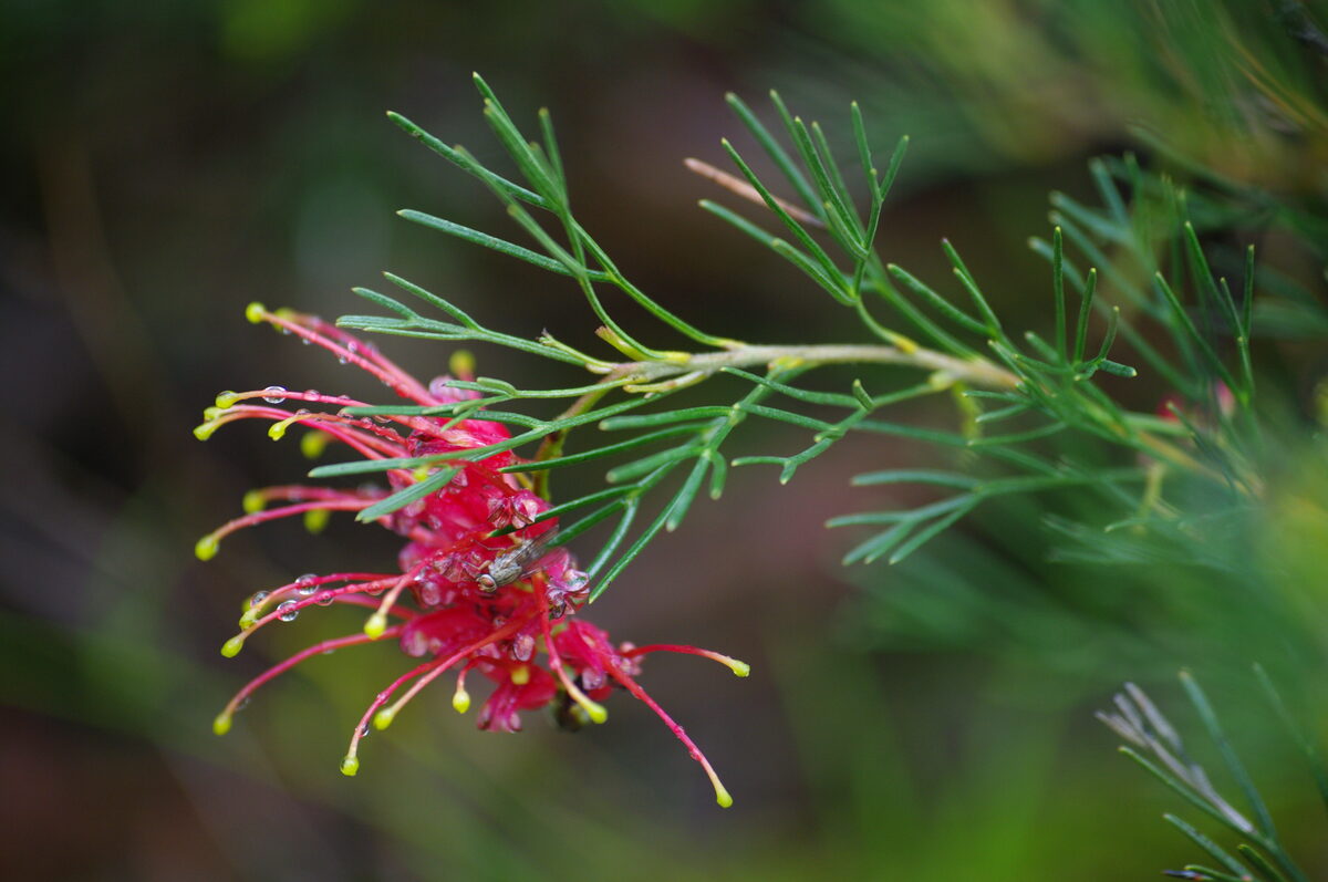 Grevillea preissii — photo