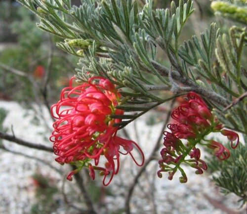 Grevillea preissii