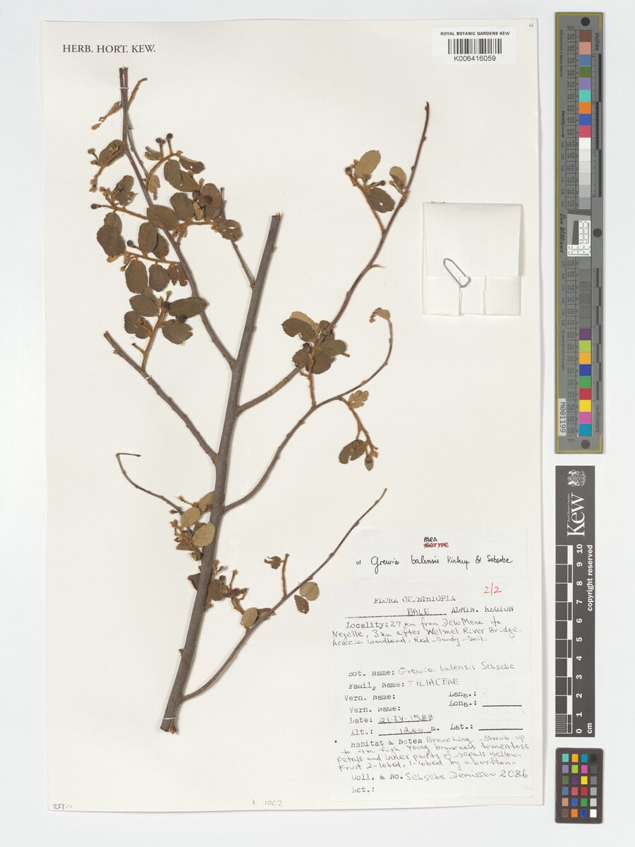 Grewia balensis