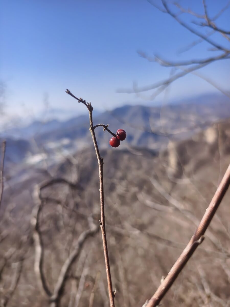 Grewia biloba parviflora - (Bunge.)Hand. — photo