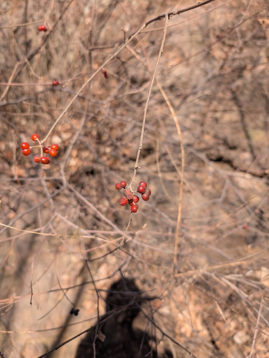Grewia biloba parviflora - (Bunge.)Hand. — photo