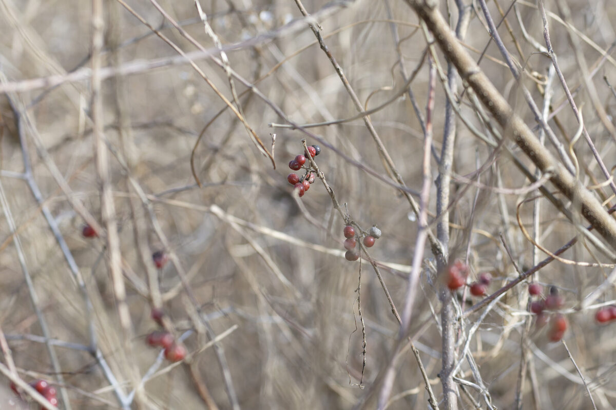 Grewia biloba parviflora - (Bunge.)Hand.