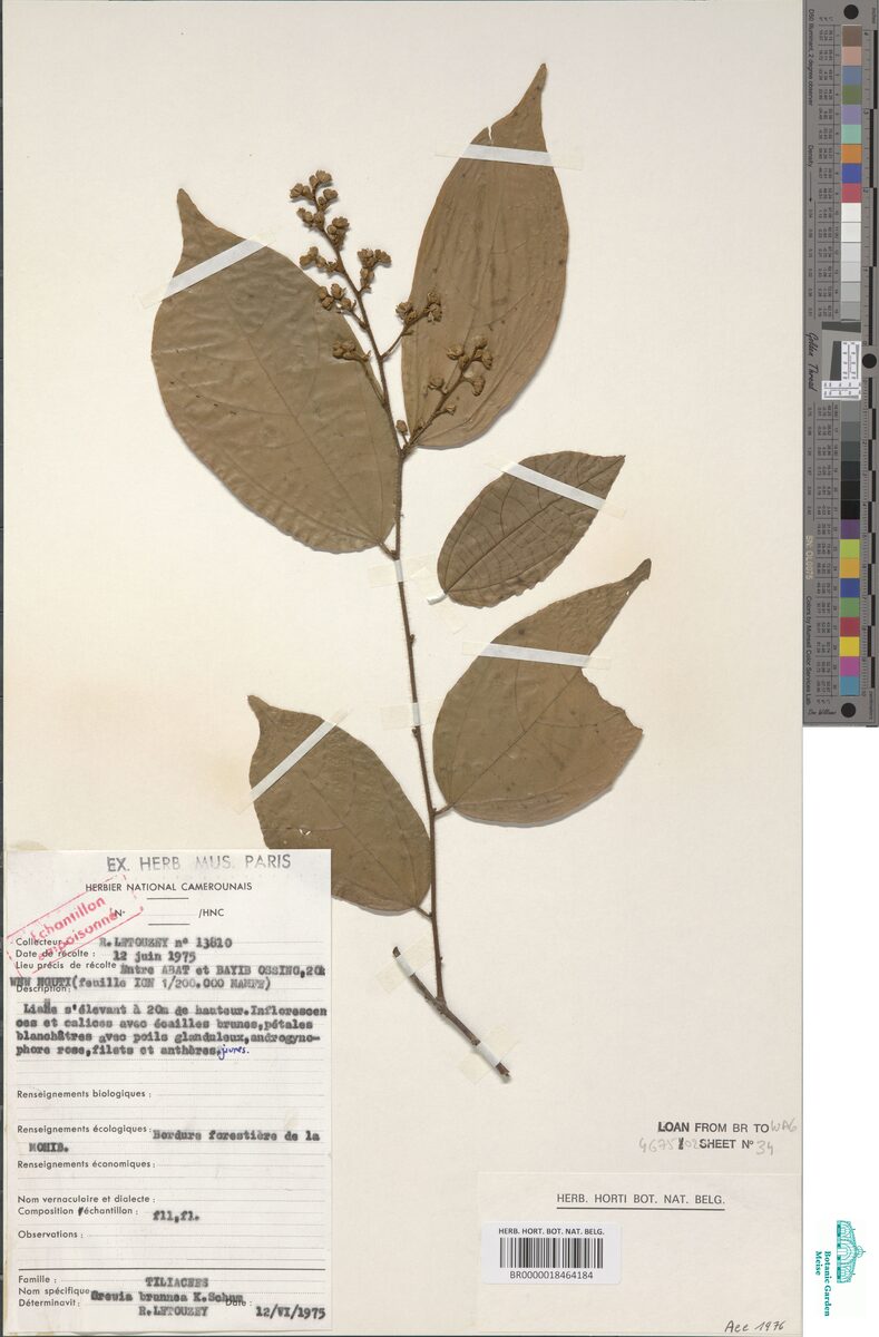 Grewia brunnea — photo