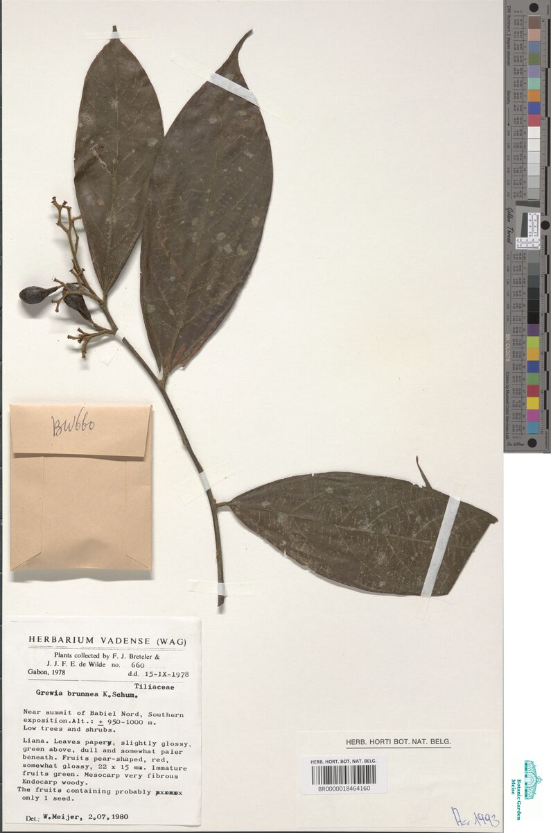Grewia brunnea