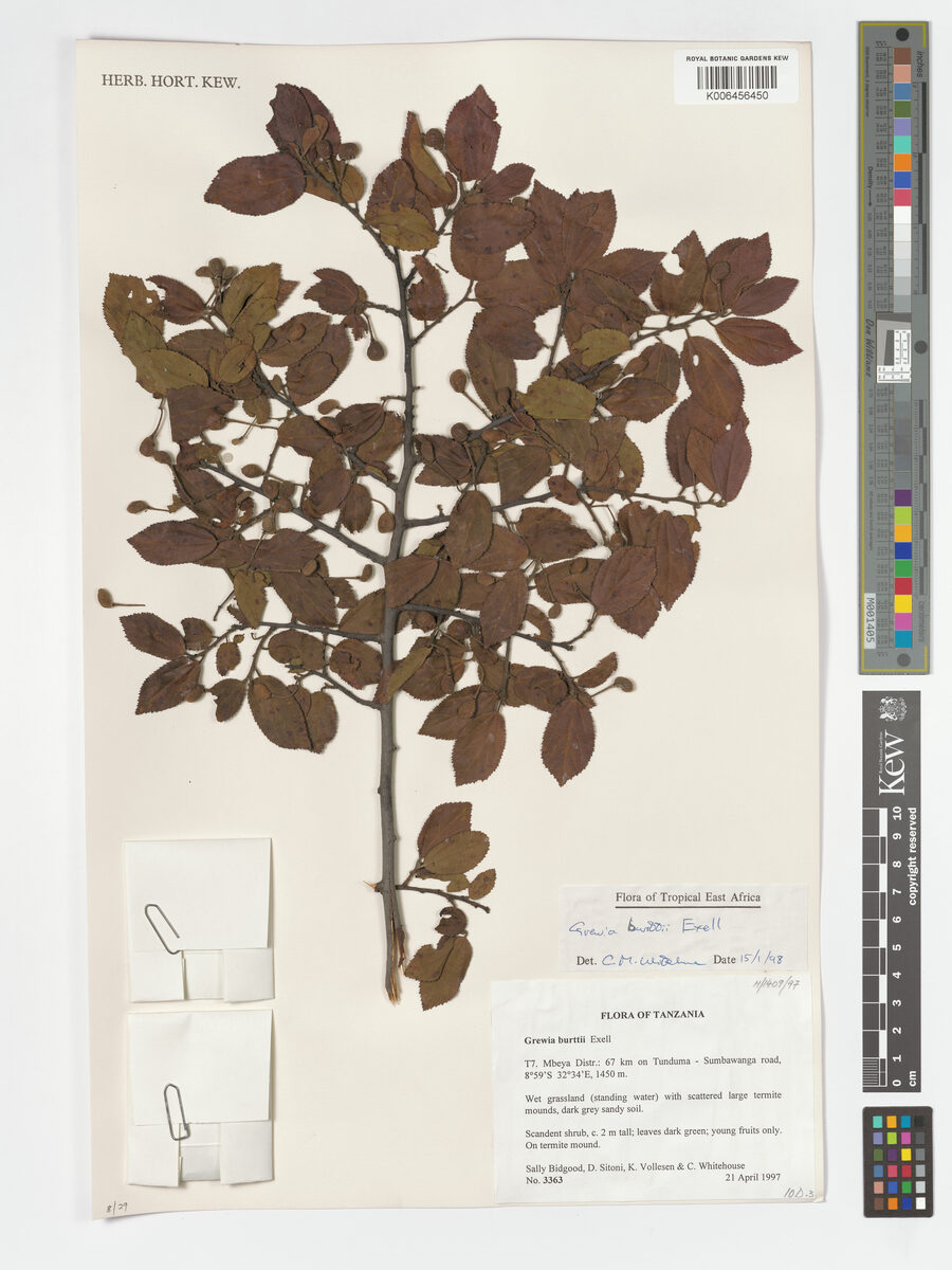 Grewia burttii — photo