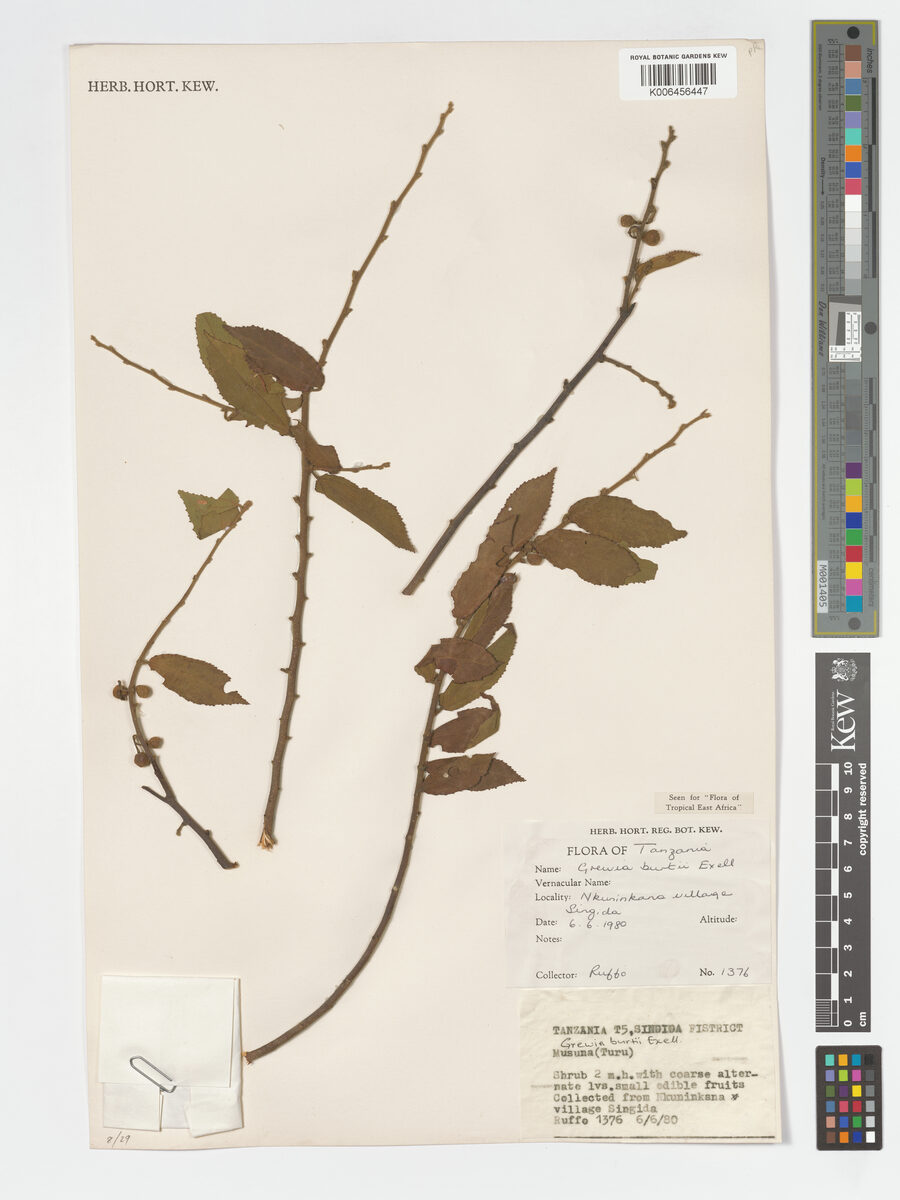 Grewia burttii — photo