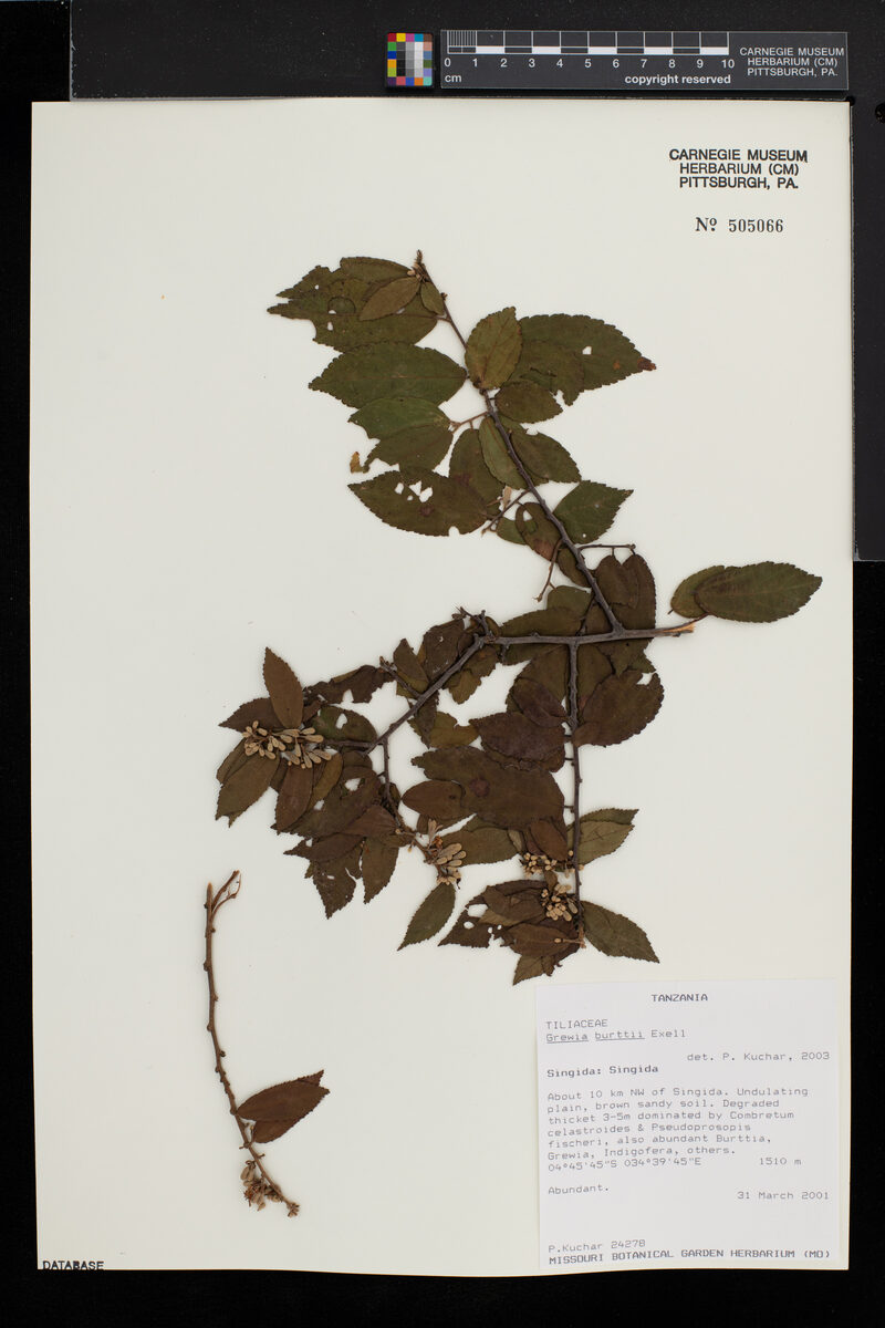 Grewia burttii